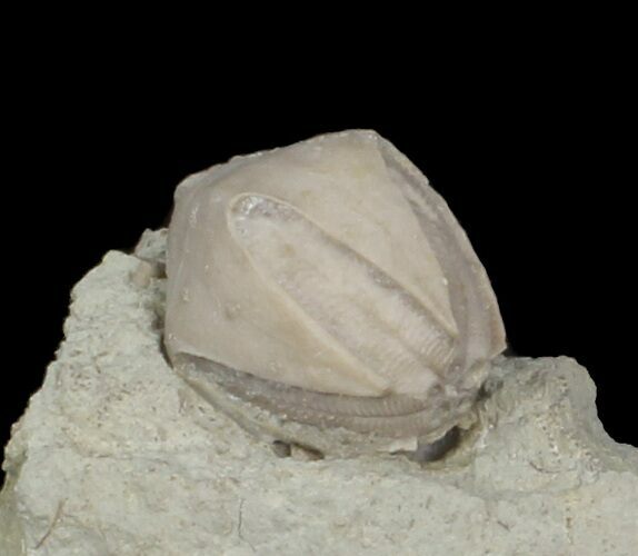 Blastoid (Pentremites) Fossil - Illinois #42821